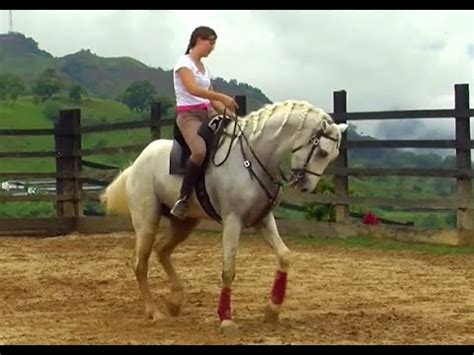 chicas follando con caballos|Hermosa jovencita follada en la naturaleza por un caballo